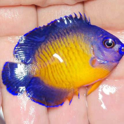Centropyge bispinosa