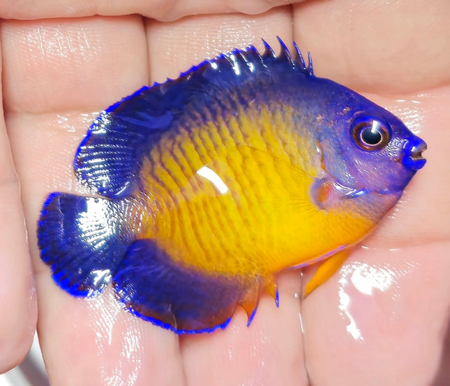 Centropyge bispinosa