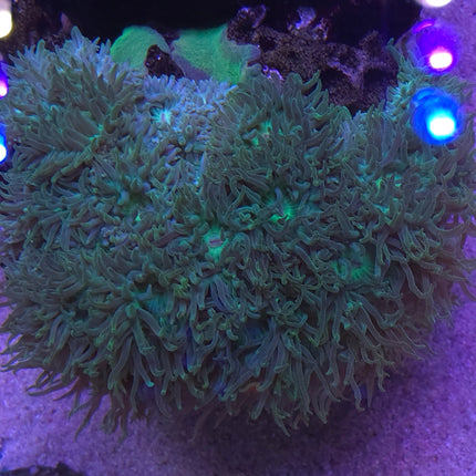 Duncanopsammia axifuga Australia FRAG
