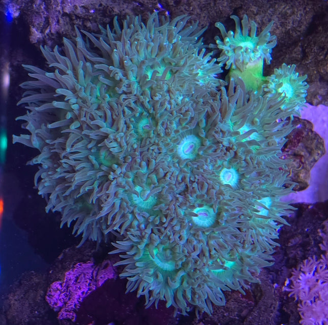 Duncanopsammia axifuga Australia FRAG