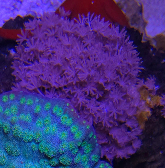 Heteroxenia fuscescens - FRAG