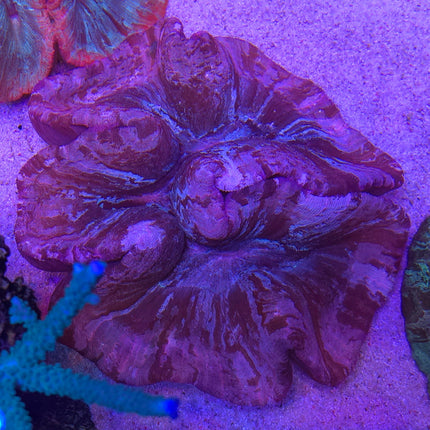 Trachyphyllia Purple&Pink Ultra XXL