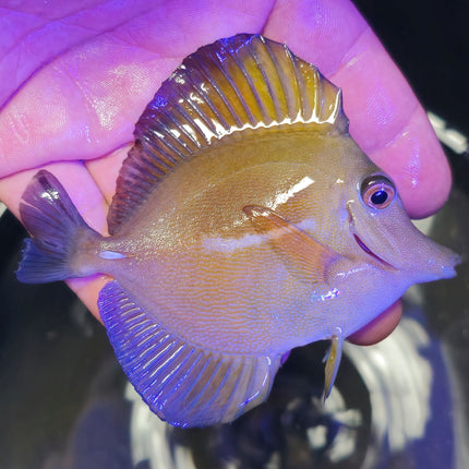 Zebrasoma scopas L