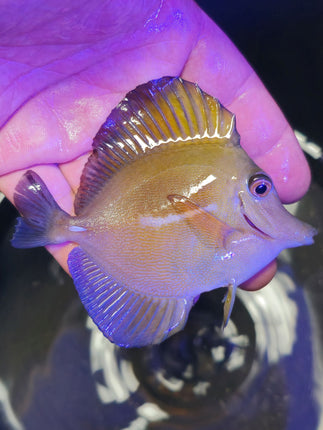 Zebrasoma scopas L