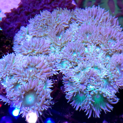 Duncanopsammia axifuga Australia FRAG