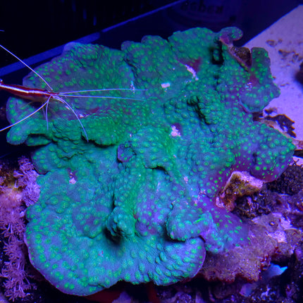 Echinophyllia sp. small pox electric green FRAG