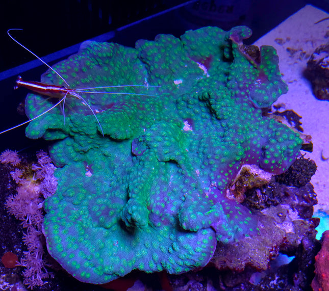 Echinophyllia sp. small pox electric green FRAG