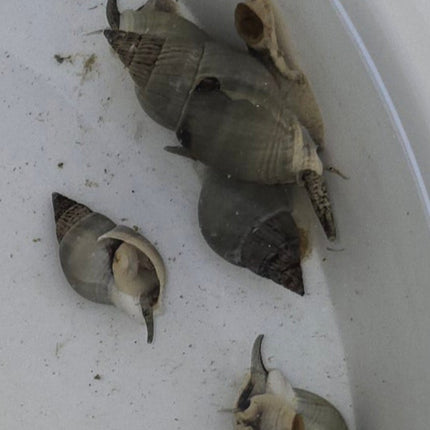 Nasarius -  sand cleaning snail