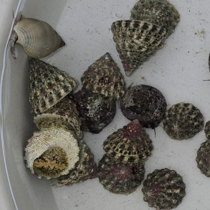 Tectus snail