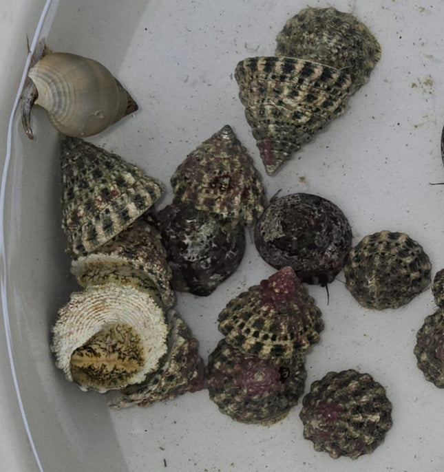 Tectus snail