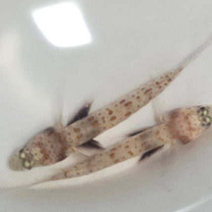 Amblyeleotris guttata
