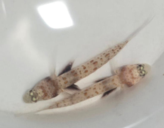 Amblyeleotris guttata