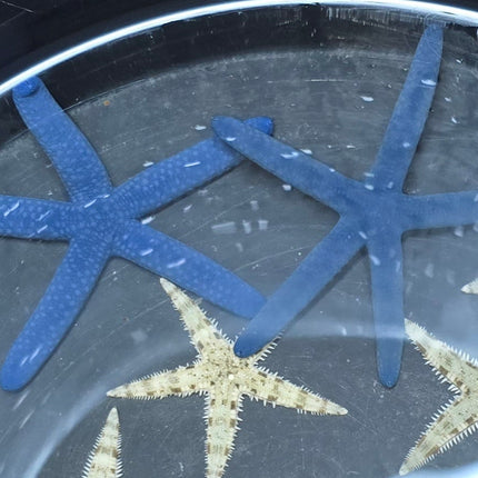 Linckia laevigata blue