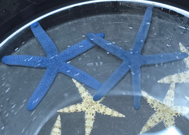 Linckia laevigata blue