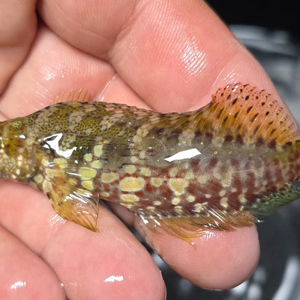 Salarias fasciatus L.