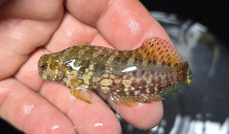 Salarias fasciatus L.