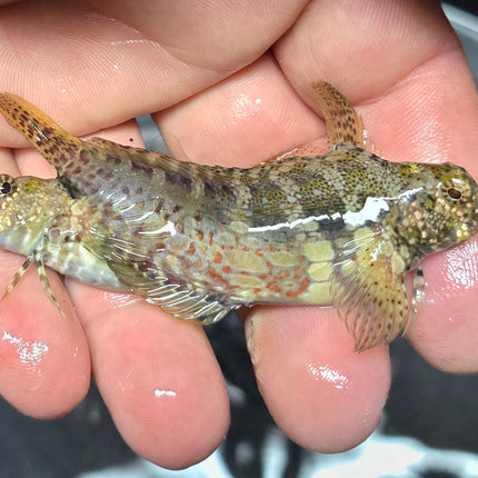 Salarias fasciatus L.