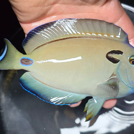 Acanthurus tennentii M/L 