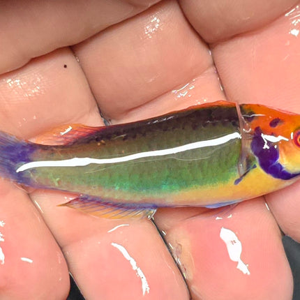 Cirrhilabrus solorensis