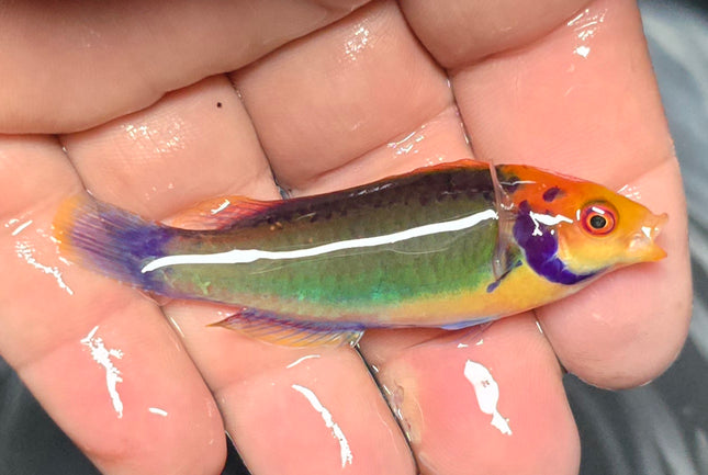 Cirrhilabrus solorensis