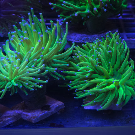 Euphyllia glabescens Holly Grail FRAG