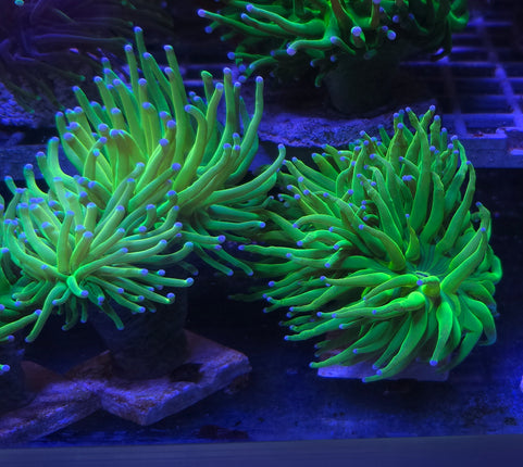 Euphyllia glabescens Holly Grail FRAG