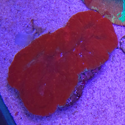 Lobophyllia  emperor red L