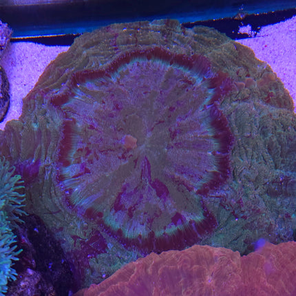 Acanthophyllia Ultra Green Gold dust XL