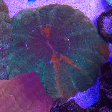 Acanthophyllia Ultra Green Orange - L