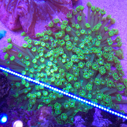 Goniopora toxic green Ultra