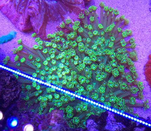 Goniopora toxic green Ultra