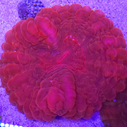 Cynarina lacrymalis Emperor Red XL