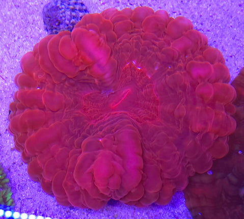 Cynarina lacrymalis Emperor Red XL