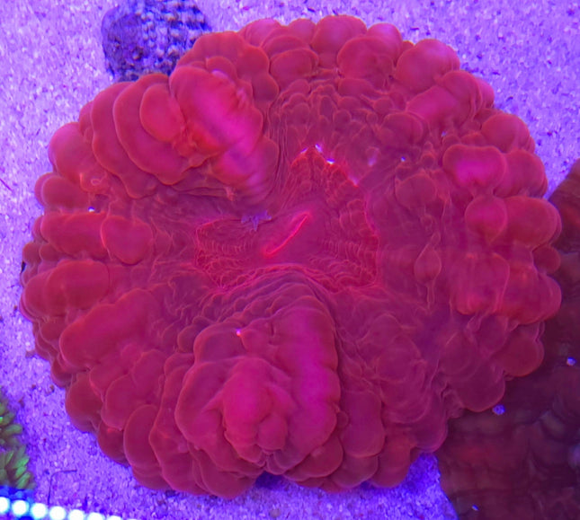 Cynarina lacrymalis Emperor Red XL