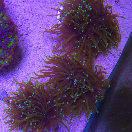 Euphyllia glabescens Gold torch FRAG