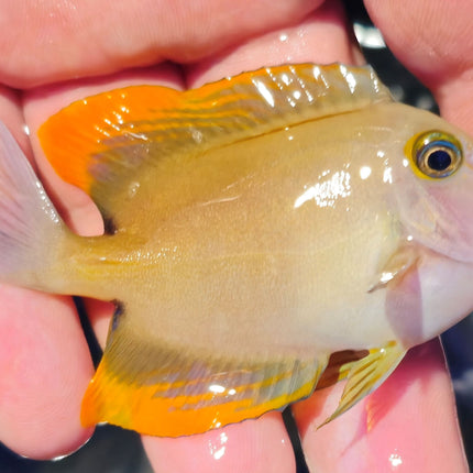 Ctenochaetus tominensis M/L