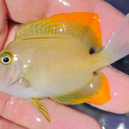 Ctenochaetus tominensis M/L