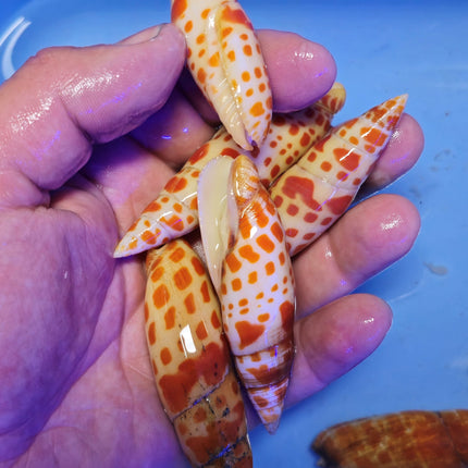 Mitra Papalis XL