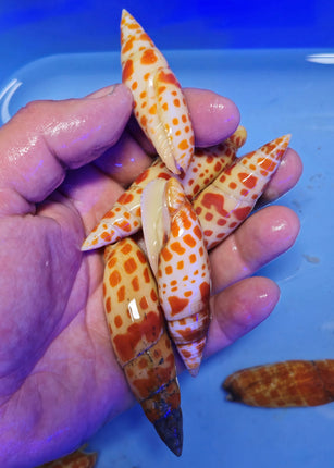 Mitra Papalis XL
