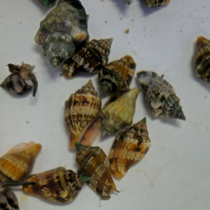 Strombus dentatus