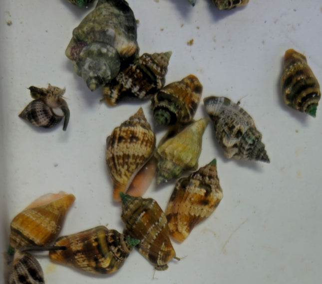 Strombus dentatus