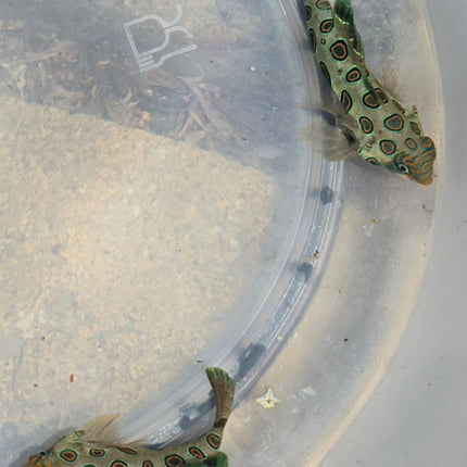 Synchiropus picturatus Двойка XL