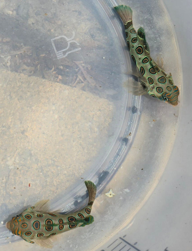 Synchiropus picturatus Pair XL