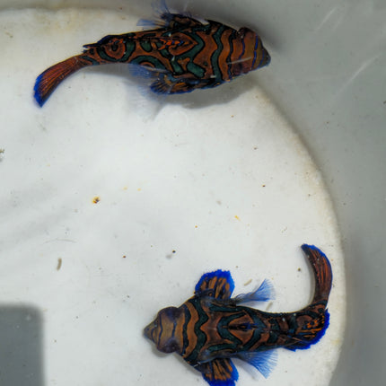 Synchiropus splendidus XXL