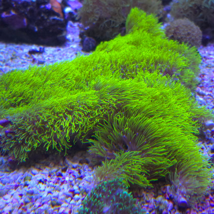 Briareum electric green Star Polyp FRAG