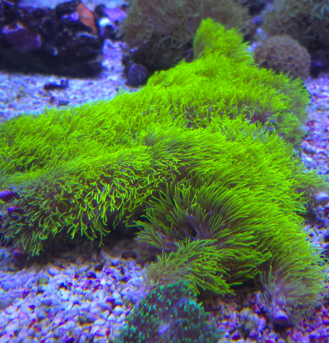 Briareum electric green Star Polyp FRAG