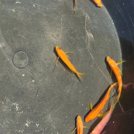 Pseudanthias squamipinis L