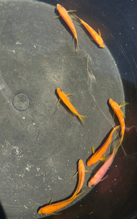 Pseudanthias squamipinis L