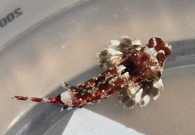 Synchiropus marmoratus