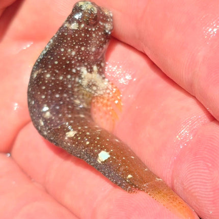 Salarias ramosus